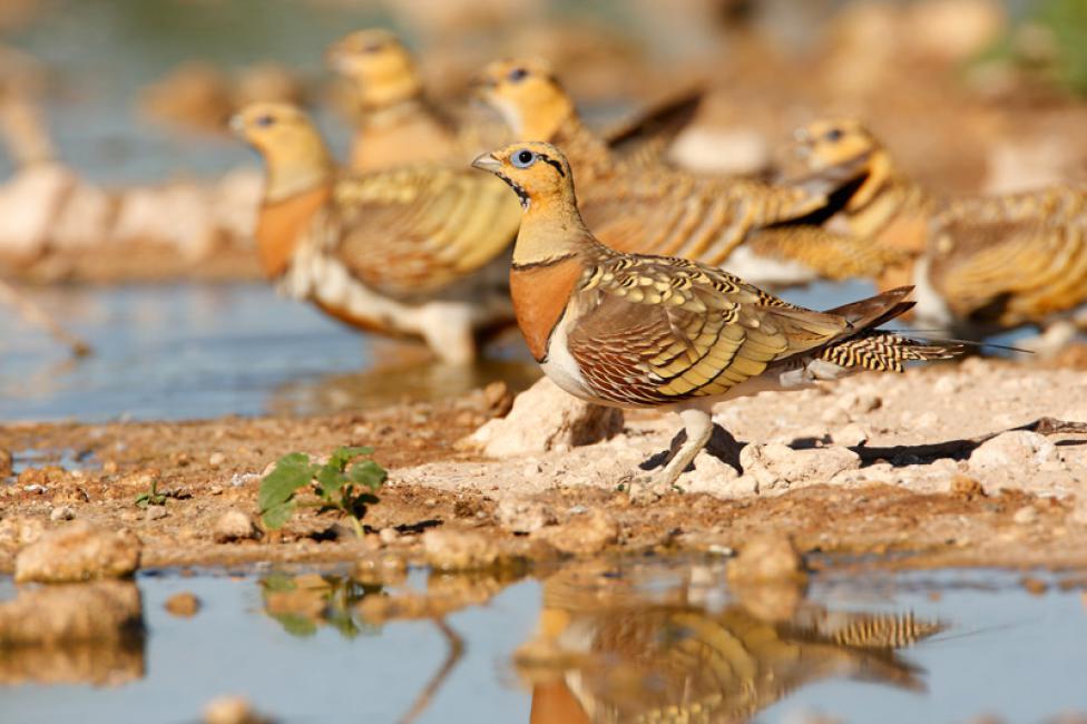 Ganga ibérica (Pterocles alchata)